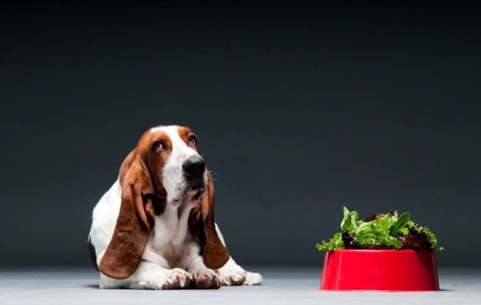 basset hound with bowl of food