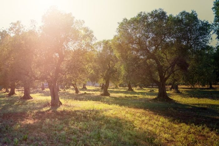 Early morning sunbeams in olive plantation in South Italy, Puglia